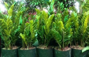 Rinh ngay hai loại cây phong thuỷ này về nhà vào ngày vía Thần Tài để hút may mắn và tài lộc