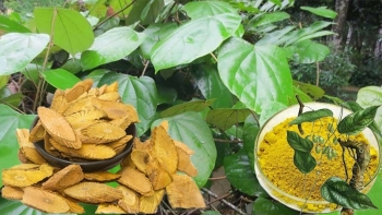 Cây thảo dược cực hữu ích, ai cũng từng dùng mà không biết