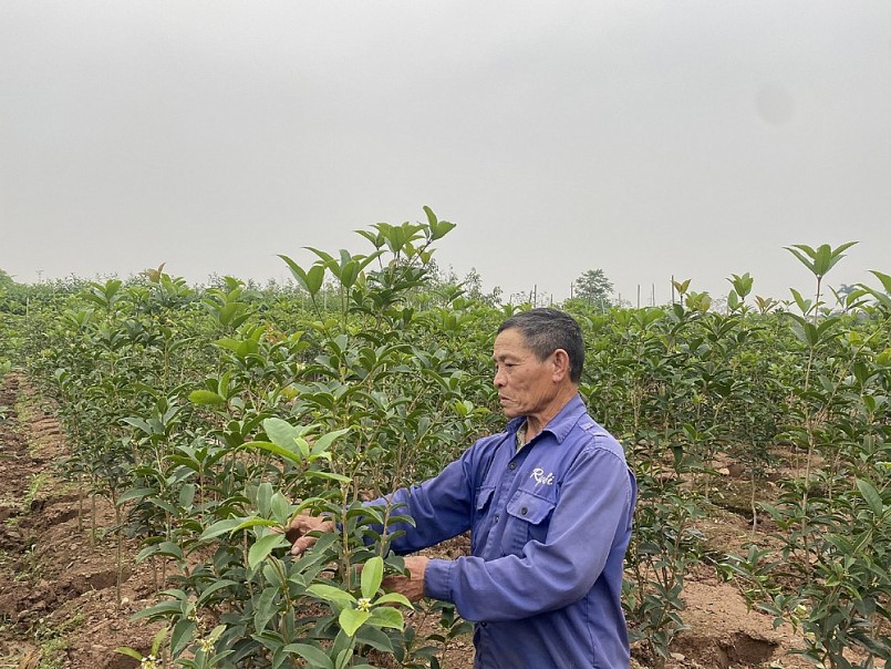 Ông Chu Văn Thuấn, xã Đồng Than chăm sóc cây mộc hương Ông Chu Văn Thuấn, xã Đồng Than chăm sóc cây mộc hương