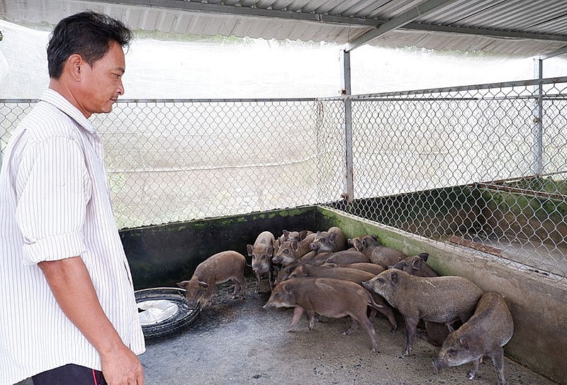 Trang trại nuôi heo rừng lai của ông Dương Văn Ngà cho hiệu quả kinh tế cao.