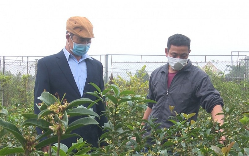 Cây Mộc hương trên đất Hồng Việt, huyện Đông Hưng Cây Mộc hương trên đất Hồng Việt, huyện Đông Hưng