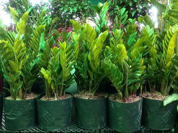 Rinh ngay hai loại cây phong thuỷ này về nhà vào ngày vía Thần Tài để hút may mắn và tài lộc