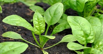 Loại rau được ví như “siêu thực phẩm” tưởng khó trồng nhưng thực ra rất dễ, có rau sạch ăn quanh năm