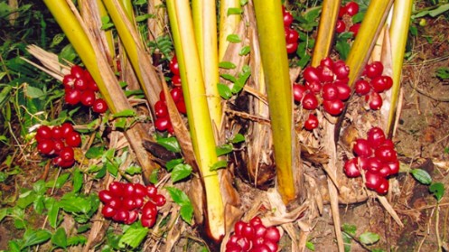 Loại quả xưa có đầy không ai hái, giờ thành đặc sản làm gia vị tốt cho sức khỏe