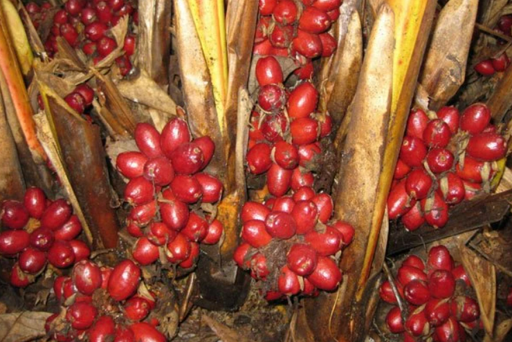 Loại quả xưa có đầy không ai hái, giờ thành đặc sản làm gia vị giá cao ngất