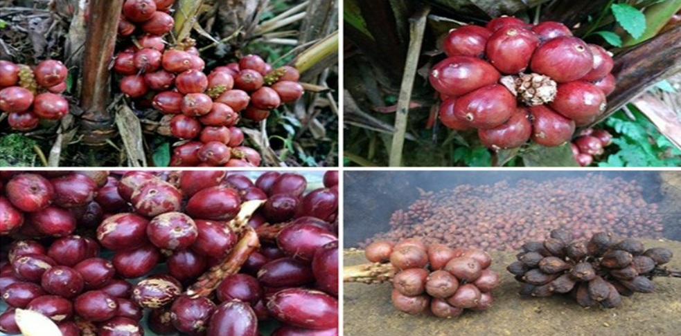 Loại quả xưa có đầy không ai hái, giờ thành đặc sản làm gia vị giá cao ngất