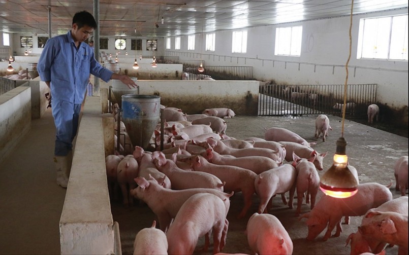 Nguồn cung dồi dào khiến giá heo hơi khó tăng và duy trì đi ngang.