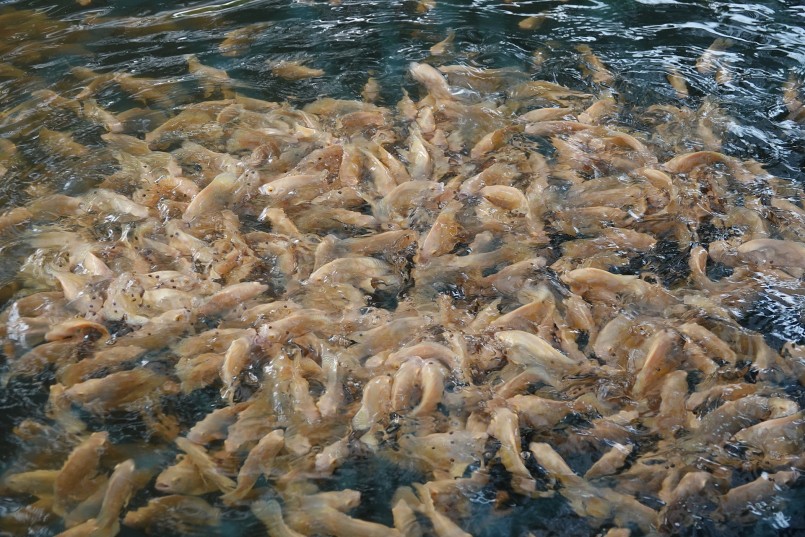 Cá tai tuowngj da beo bé nhưng hung hãn Cá tai tuowngj da beo bé nhưng hung hãn