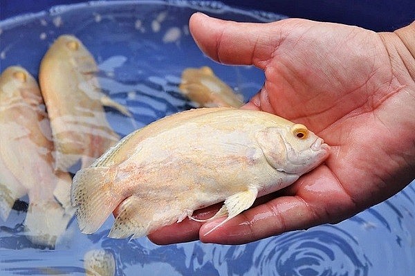 Cá tai tượng da beo có thể đạt chiều dài 40cm, có màu vàng, đen Cá tai tượng da beo có thể đạt chiều dài 40cm, có màu vàng, đen