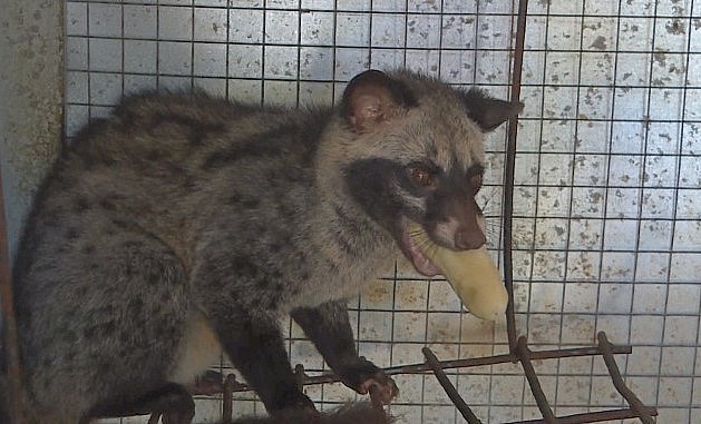 Nuôi chồn hương không mất nhiều thời gian chăm sóc, mỗi ngày chỉ bỏ ra khoảng 30 phút để cho ăn và vệ sinh chuồng trại.