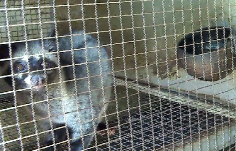 Nuôi chồn hương cực nhàn, mỗi ngày bỏ ra 30 phút, thu trăm triệu mỗi năm