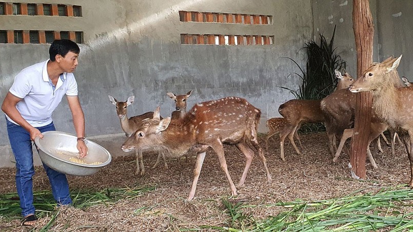 Anh Thuận có thu nhập nửa tỷ mỗi năm nhờ chăn nuôi Anh Thuận có thu nhập nửa tỷ mỗi năm nhờ chăn nuôi