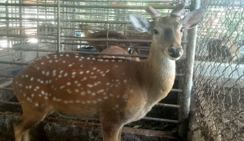 Mua 3 con nai, 11 con hươu sao về nuôi thử, bất ngờ có cơ nghiệp vạn người mơ