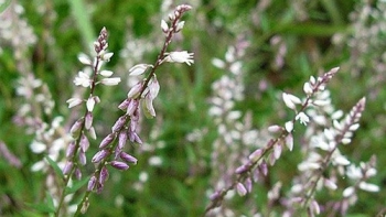 Viễn chí - thảo dược tưởng chừng như cây cỏ bỏ đi lại có thể giảm ho, giảm đau rất hiệu quả