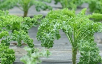 Loại rau cải nhiều canxi hơn cả sữa, vô vàn lợi ích cho sức khoẻ nhưng ít được “để mắt”