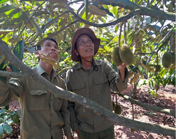 Trồng 2 cây hot nhất hiện nay trong 1 vườn, quả sai trĩu trịt đếm không xuể, nông dân có của ăn của để