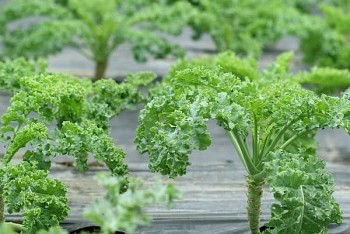 Loại rau cải nhiều canxi hơn cả sữa, vô vàn lợi ích cho sức khoẻ nhưng ít được “để mắt”