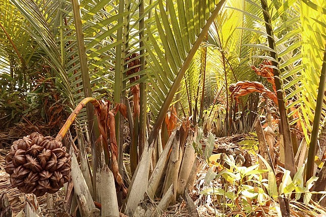 Cây dừa nước ở huyện Cần Giờ