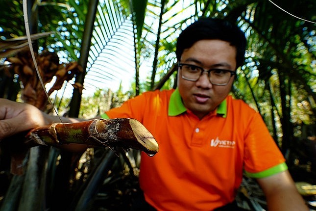 Những giọt mật được tiết ra