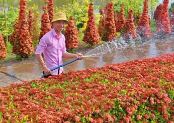 Bức tường hoa đỏ rực khiến nhiều người ngỡ ngàng, 9X lộ bí mật suốt 10 năm qua