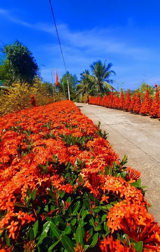 Bức tường hoa cứ đều đặn nở suốt 4 năm nay