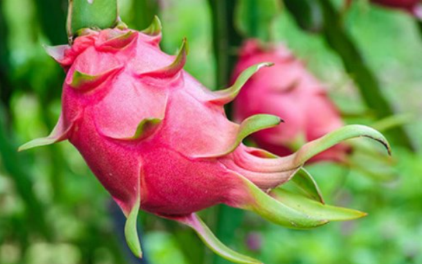 vẫn nằm trong phụ lục II với yêu cầu chứng nhận thuốc bảo vệ thực vật của EU