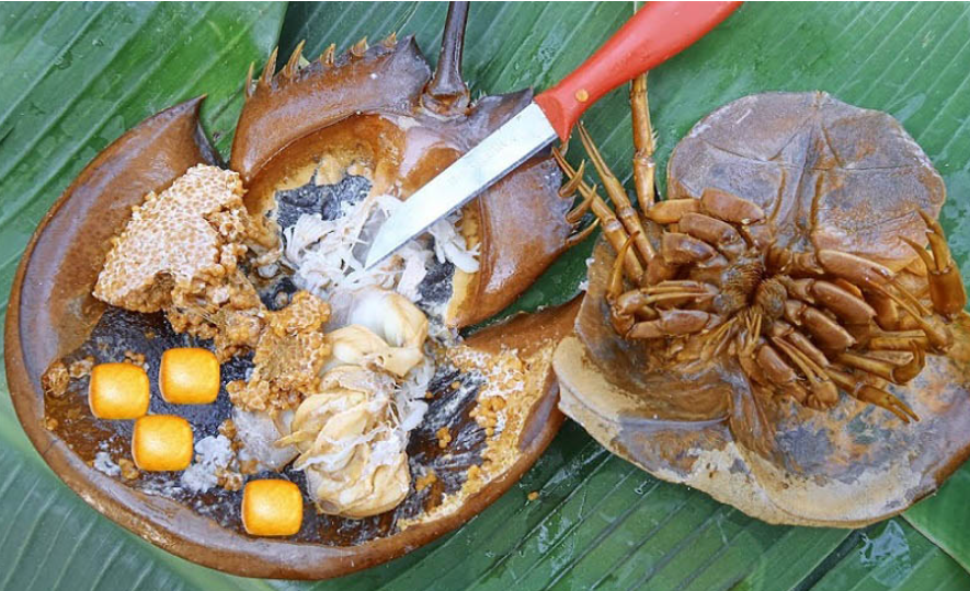 Sam biển cần được sơ chế đúng cách