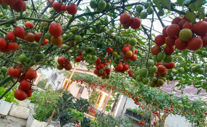 Làm giàn cho cà chua bi.