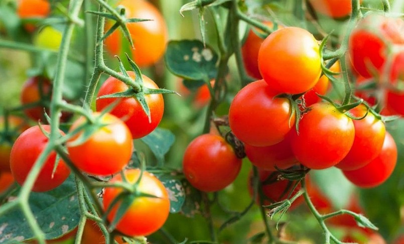 Để cho cây ra nhiều trái hơn nhớ cắt tỉa cành định kỳ cho cây được thông thoáng. 