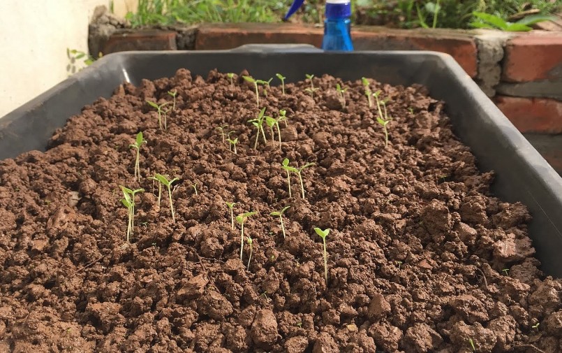 Trước hết, nên chọn đất giàu dinh dưỡng để trồng cà chua bi.