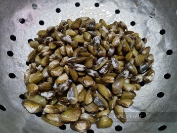 Loài nhuyễn thể giống hến đến mức ít người có thể phân biệt, là đặc sản chỉ có ở Quảng Ngãi