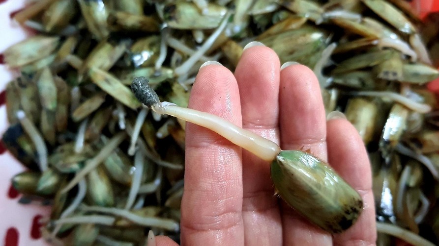 Nhuyễn thể “bé tí”, có chân thò ra như cọng giá đỗ nhưng khi chế biến lại thành đặc sản nổi tiếng Hải Phòng