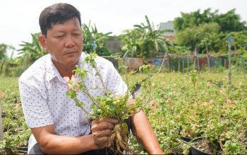 Lạc vào vườn sâm "tiến vua" vạn cây mỗi năm thu về nửa tỷ của nông dân đất võ