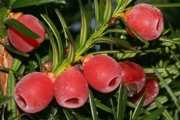 Loại cây phong thuỷ đẹp nhưng toàn thân đều chứa chất kịch độc nhiều người chưa biết