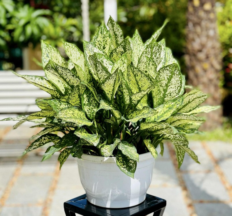 Tuổi Dần hợp cây gì giúp đem đến may mắn, rước tài lộc vào nhà