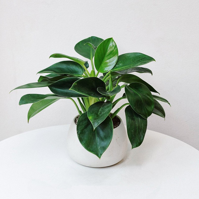 Tuổi Dần hợp cây gì giúp đem đến may mắn, rước tài lộc vào nhà