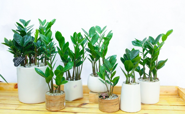 Tuổi Dần hợp cây gì giúp đem đến may mắn, rước tài lộc vào nhà