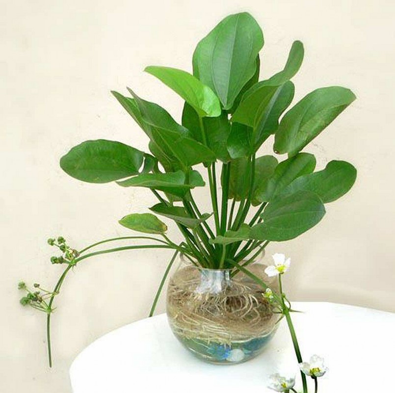 Tuổi Dần hợp cây gì giúp đem đến may mắn, rước tài lộc vào nhà