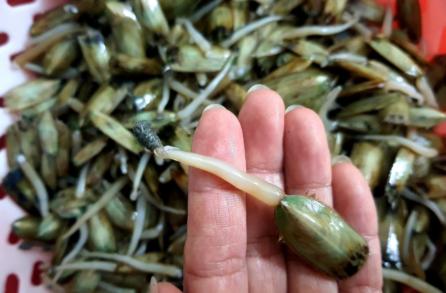 Giá bể Hải Phòng