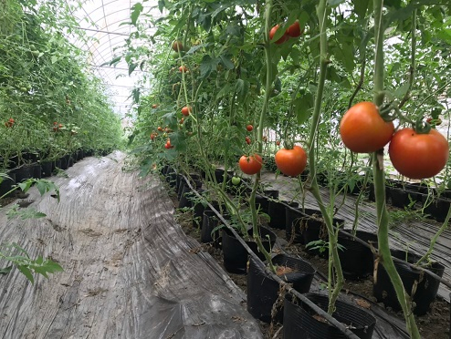 Cây trồng tại trang trại Sáu Không Farm Cây trồng tại trang trại Sáu Không Farm