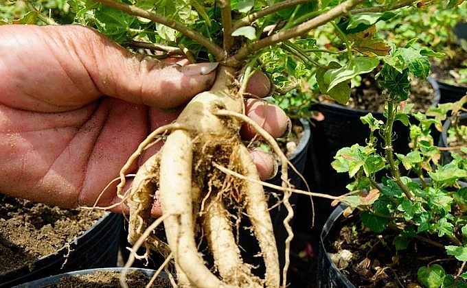 Những cây sâm bố chính đã cho củ.