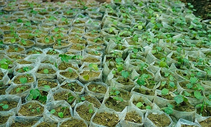 Anh Tâm cũng ươm giống sâm bố chính để cung cấp cho người dân.