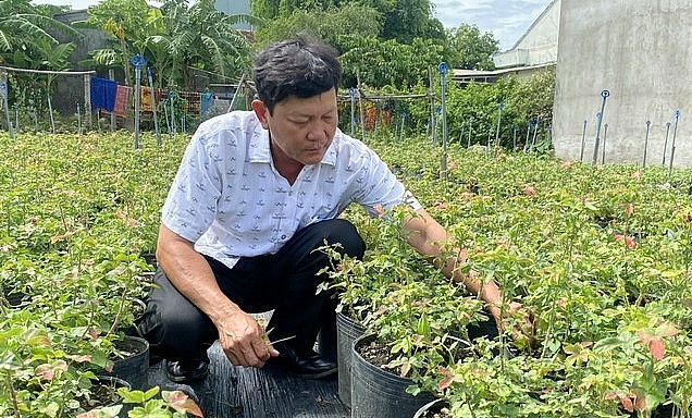 Vườn sâm bố chính tiến vua với 14.000 cây của anh Tâm.