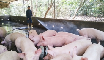Giá heo hơi hôm nay (01/2) đà tăng xuất hiện, người chăn nuôi chờ đợi giá thức ăn hạ nhiệt