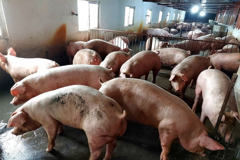 Nhiều địa phương mở miền Nam giá heo hơi hôm nay tăng thêm 1.000 đồng/kg.