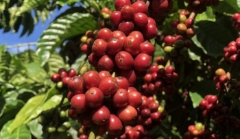 Giá nông sản hôm nay (01/2): Giá cà phê tăng dữ dội, giá tiêu cầm chừng trong vụ mới