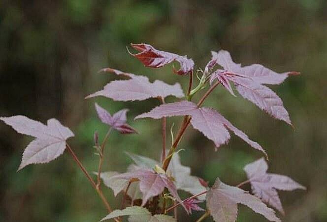 Người Lạng Sơn hái ngọn rau sau sau về rửa sạch và ăn chấm với mẻ om