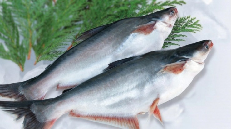 Cá tra giành thị phần cá rô phi tại Mỹ