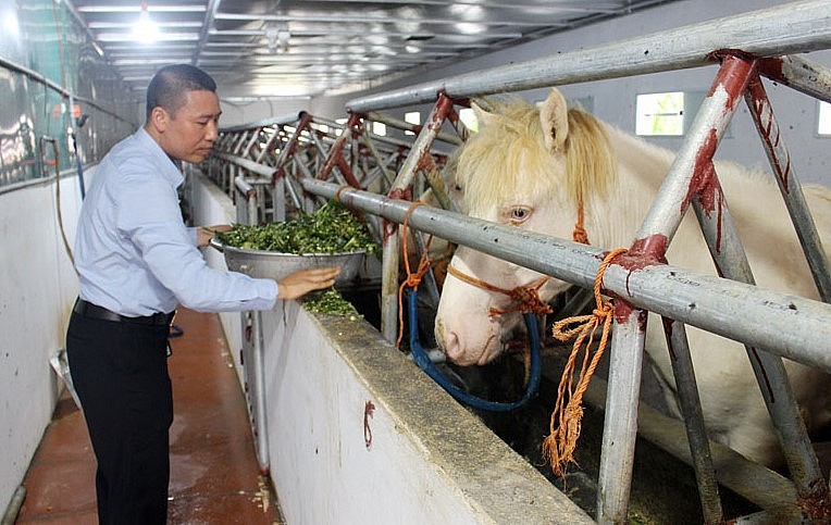 Liên kết sản xuất và đa dạng sản phẩm nên mỗi con ngựa bạch đem lại lợi nhuận từ 40 đến 50 triệu đồng.