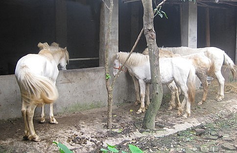 Nghề nuôi ngựa bạch phát triển nhờ sự ra đời của HTX 